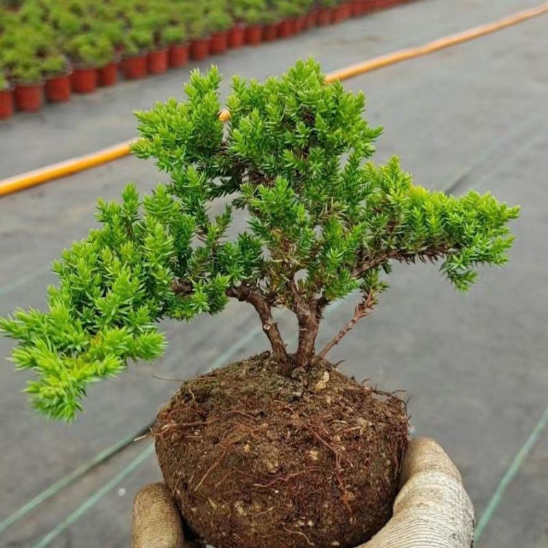 四季常青绿植新西兰珍珠地柏珍珠柏桌面阳台盆栽微盆景