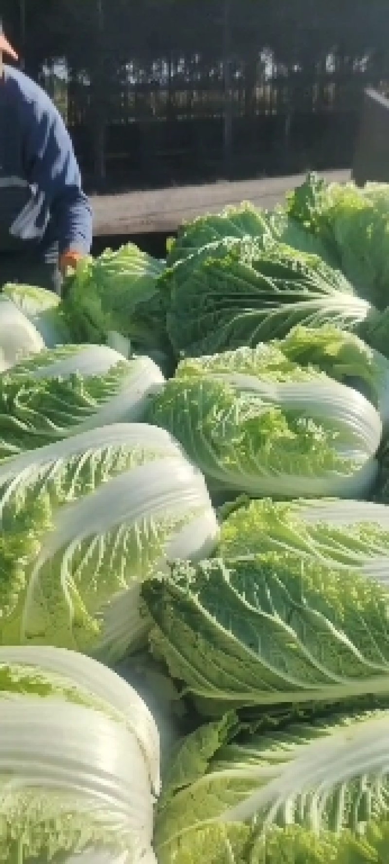 吉林白菜主产区黄心菜产地包心菜价格产地直发