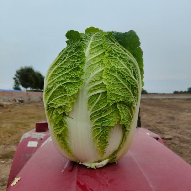 吉林白菜主产区黄心菜产地包心菜价格产地直发