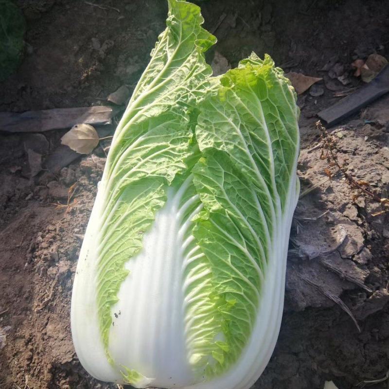 吉林白菜主产区黄心菜产地包心菜价格产地直发