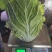 吉林白菜主产区黄心菜产地包心菜价格产地直发