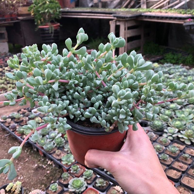 白凤菊小老桩群多肉植物番杏科开花美观绿植小盆景办公桌