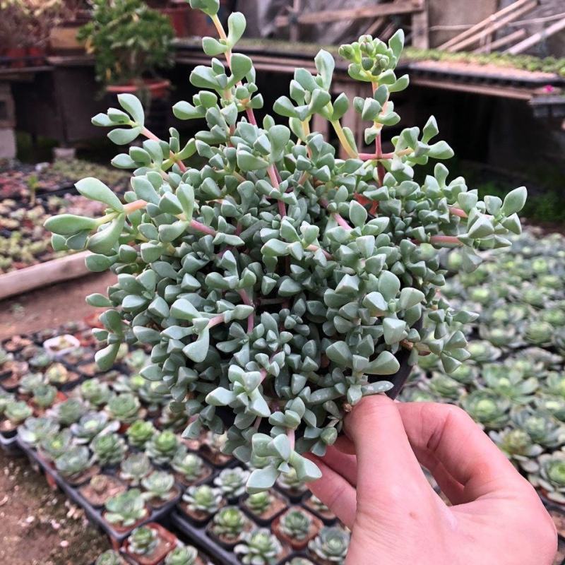 白凤菊小老桩群多肉植物番杏科开花美观绿植小盆景办公桌
