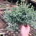 白凤菊小老桩群多肉植物番杏科开花美观绿植小盆景办公桌