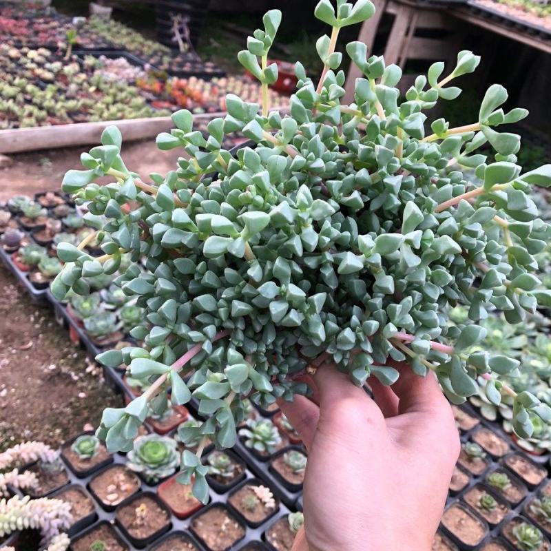 白凤菊小老桩群多肉植物番杏科开花美观绿植小盆景办公桌