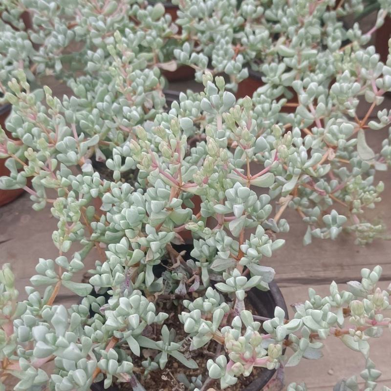白凤菊小老桩群多肉植物番杏科开花美观绿植小盆景办公桌