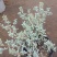 白凤菊小老桩群多肉植物番杏科开花美观绿植小盆景办公桌