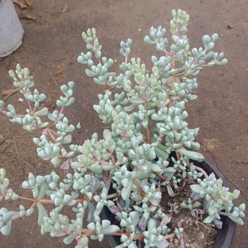 白凤菊小老桩群多肉植物番杏科开花美观绿植小盆景办公桌