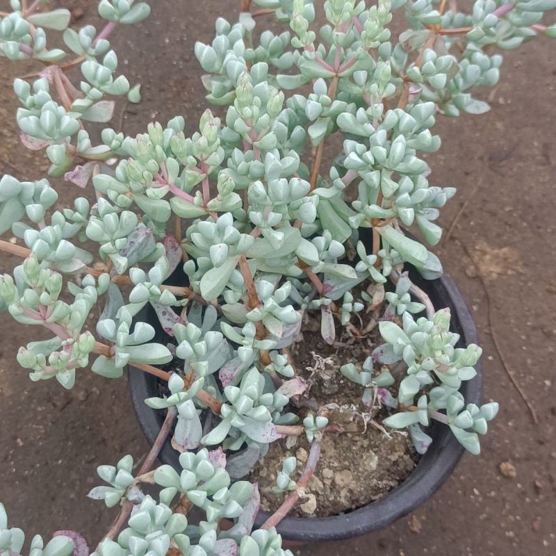 白凤菊小老桩群多肉植物番杏科开花美观绿植小盆景办公桌