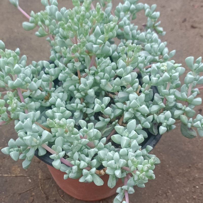白凤菊小老桩群多肉植物番杏科开花美观绿植小盆景办公桌