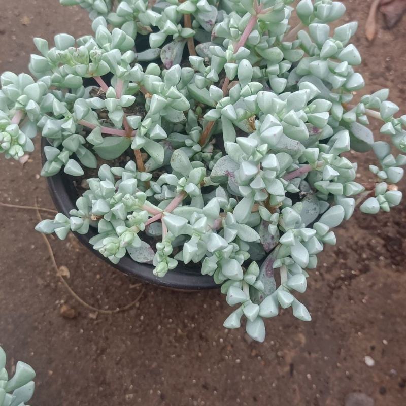 白凤菊小老桩群多肉植物番杏科开花美观绿植小盆景办公桌