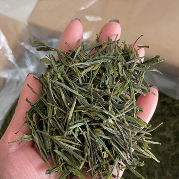 霍山雨前高山野茶