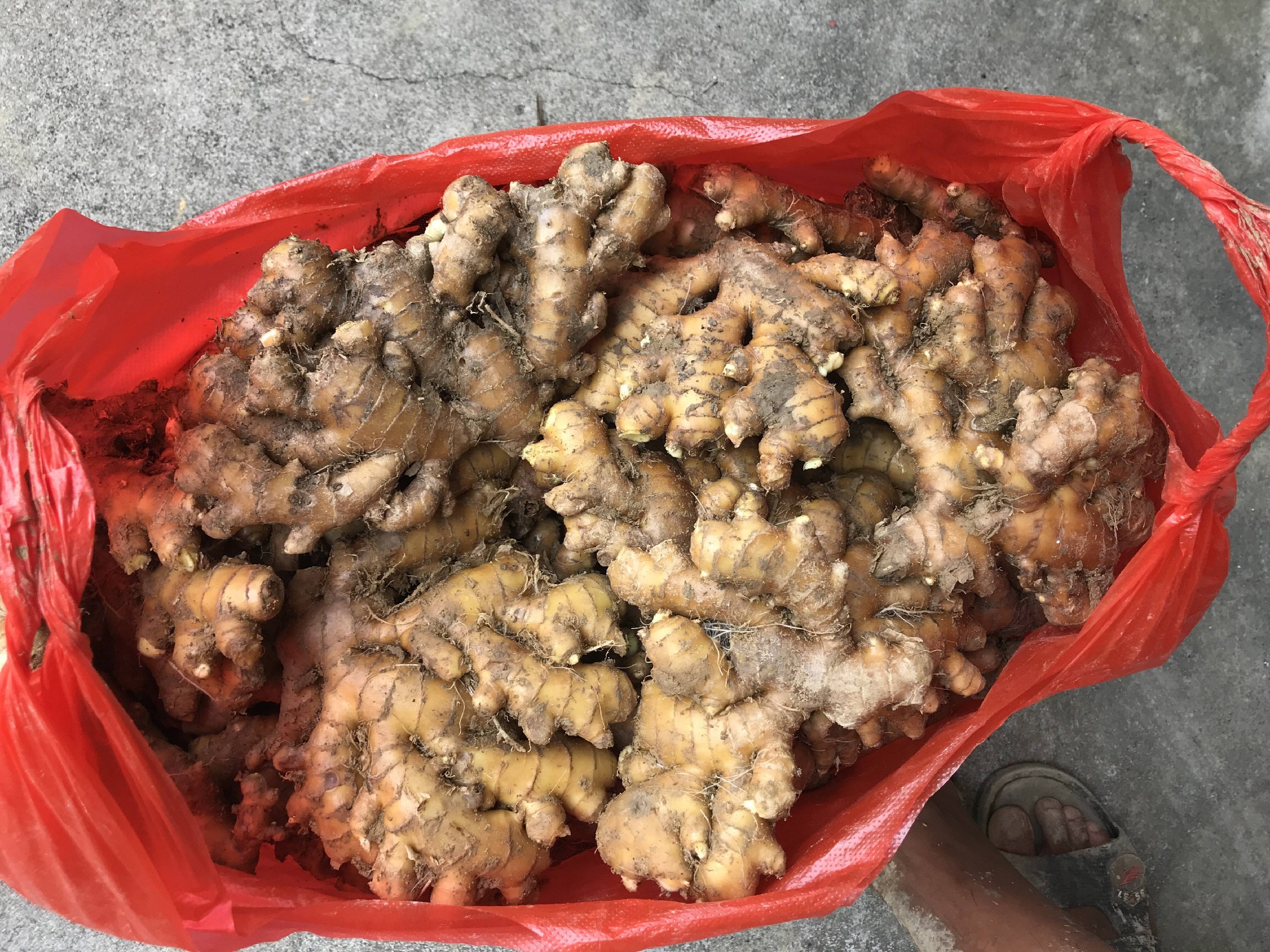 小黄姜存储容器示意图