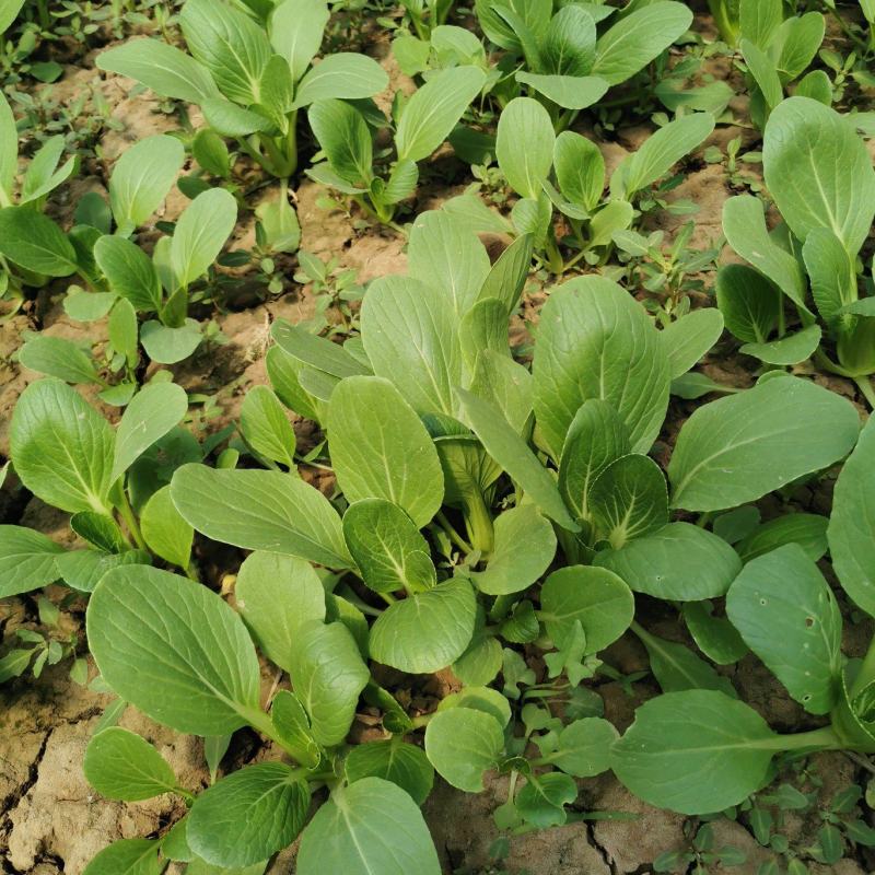 精品小油菜一手货源地头装车欢迎各地老板选购