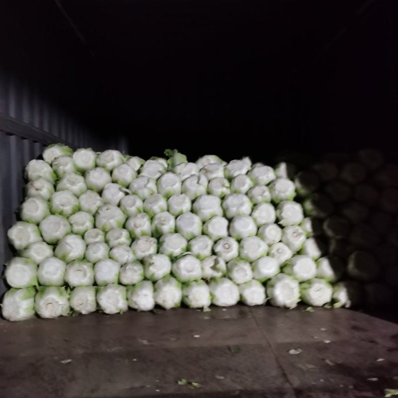 精品黄心白菜一手货源地头装车没有差价地头装车