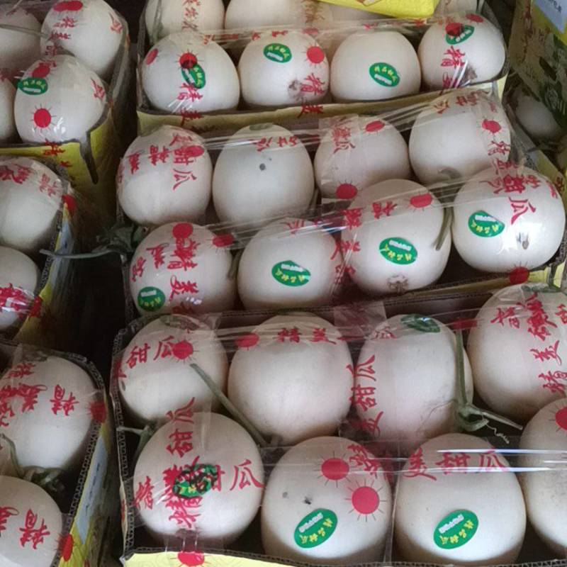 产地甜瓜大量上市