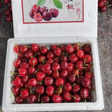 山东烟台美枣大樱桃，硬度好，颜色黑，口感纯甜