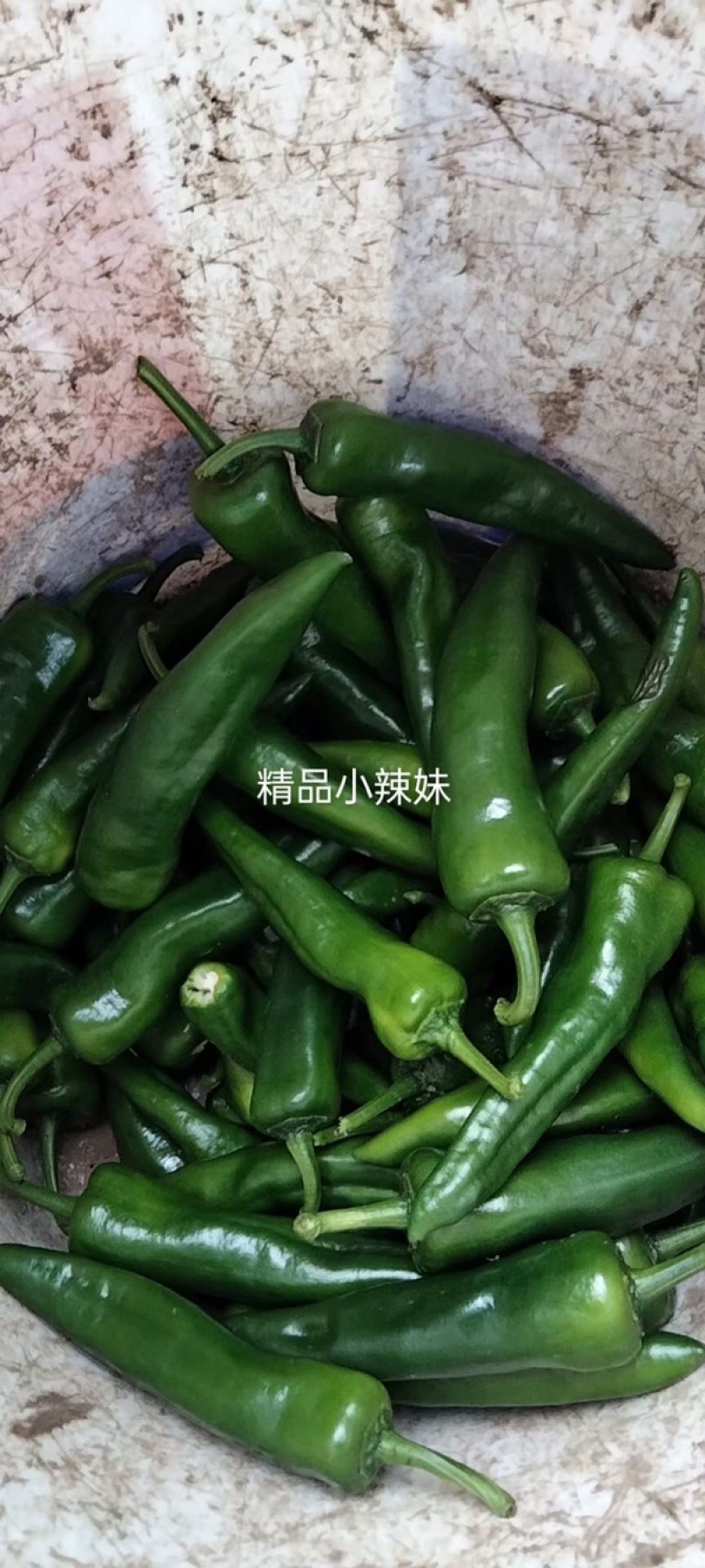 辣妹子，唐山辣妹子大量上市中，欢迎各位客商前来洽谈