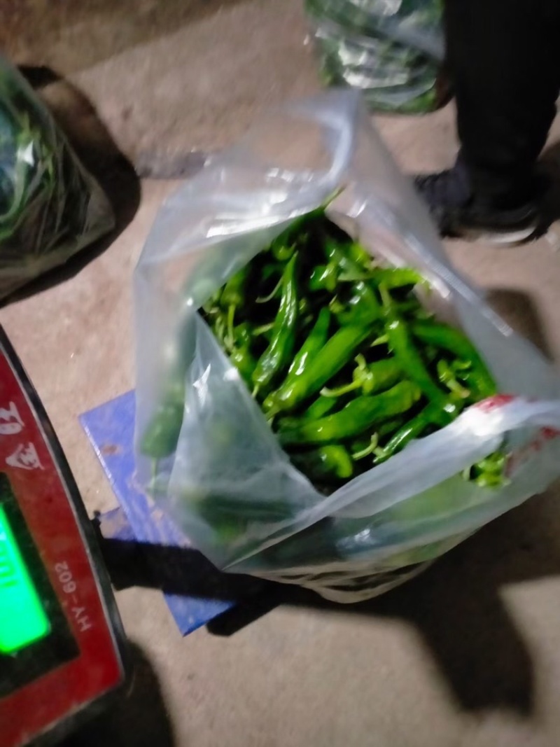 辣妹子，唐山辣妹子大量上市中，欢迎各位客商前来洽谈