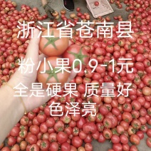 小果硬粉西红柿硬度好适合档口没坏果耐运输色泽亮