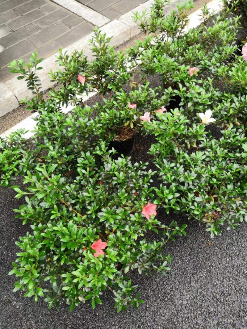 日本皋月小叶五彩夏娟盆栽耐热耐寒带花苞基地自产直销量大