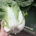 【实力】新鲜白菜矮棵黄心白菜大量上市一手货源保质保量代发