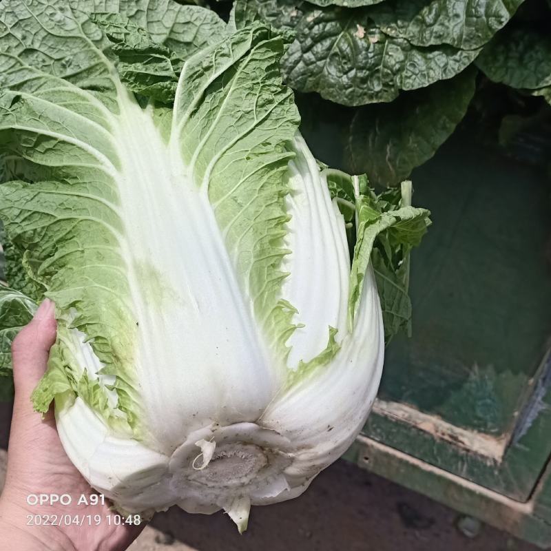 【实力】新鲜白菜矮棵黄心白菜大量上市一手货源保质保量代发