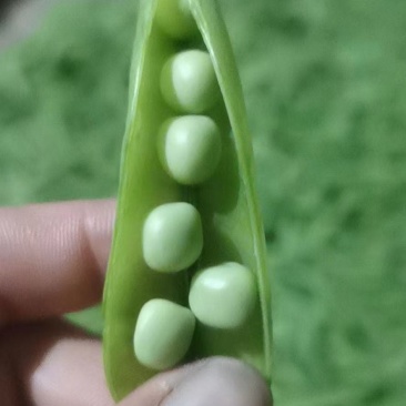 代办服务碗豆角，大量上市
