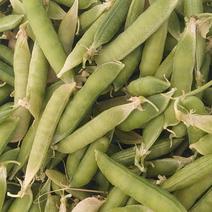 泌阳豌豆荚大量上市品质保证一手货源量大从优