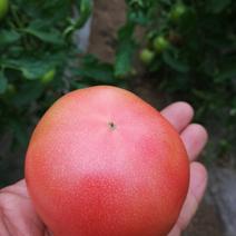 淮阳四通镇五十亩大棚硬粉西红柿种植园开园了