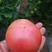 淮阳四通镇五十亩大棚硬粉西红柿种植园开园了