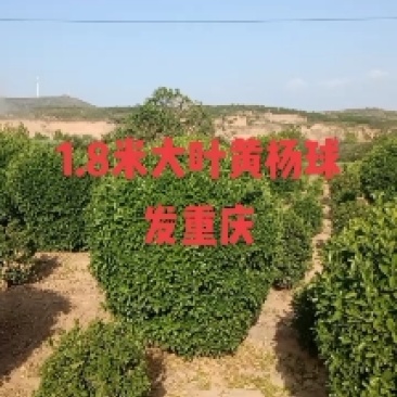 【商家推荐】大叶黄杨球诚信经营全国可发