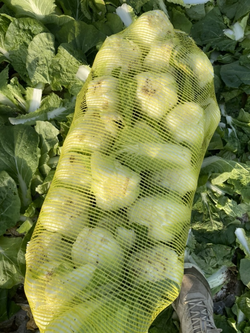 鹿邑基地娃娃菜