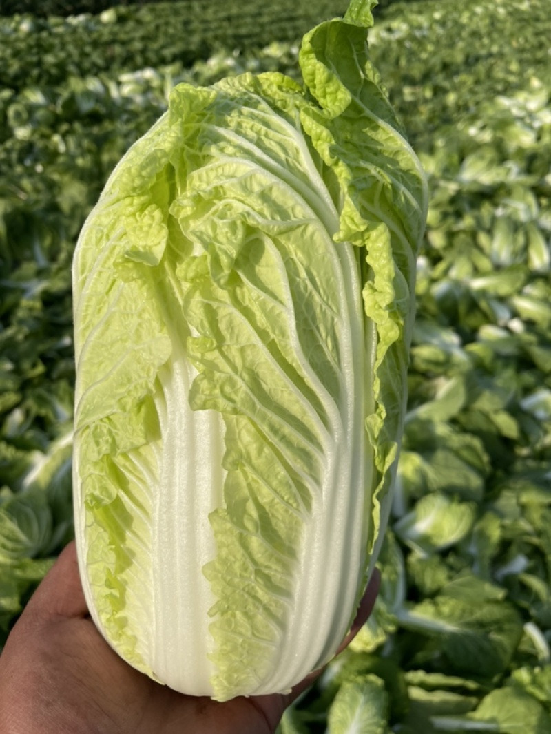 鹿邑基地娃娃菜