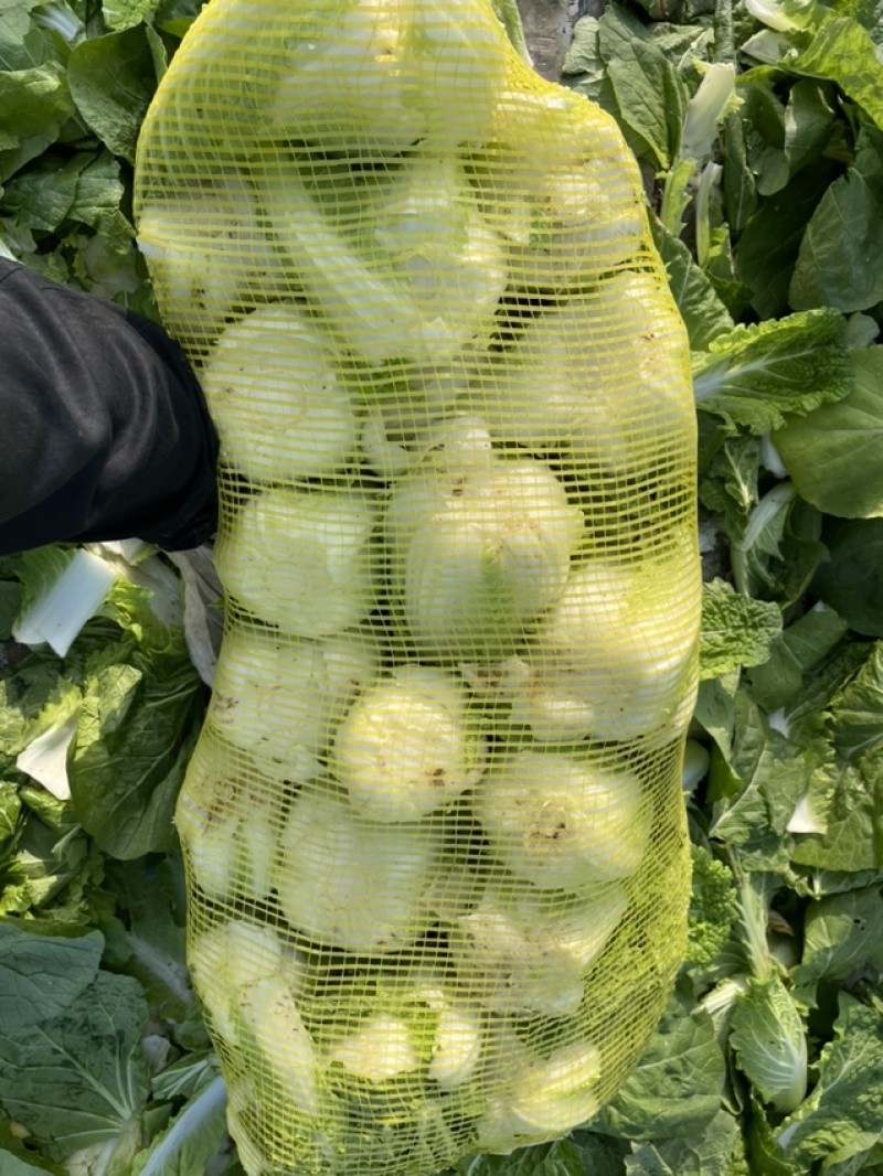 鹿邑基地娃娃菜