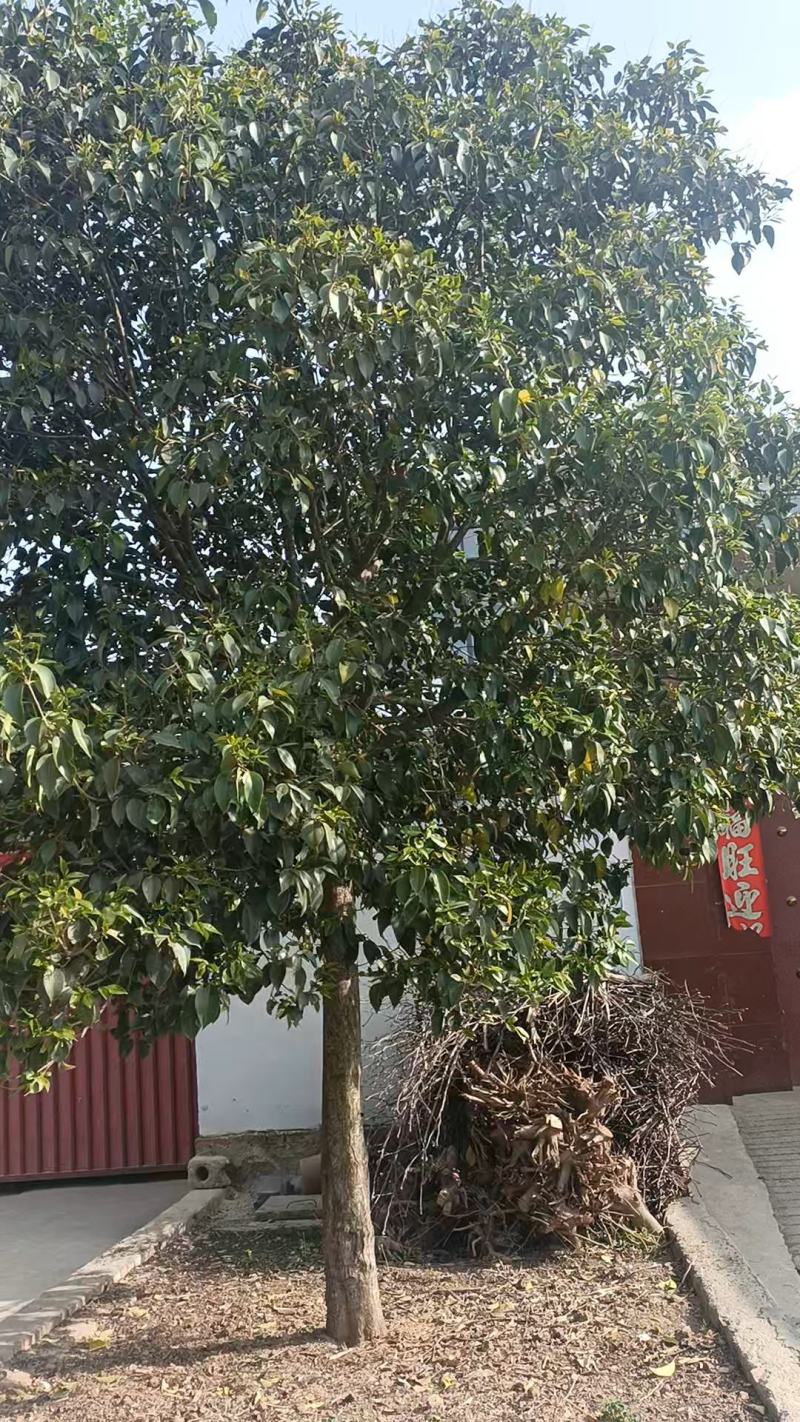 河南低价大量供应精品大叶女贞10---25公分
