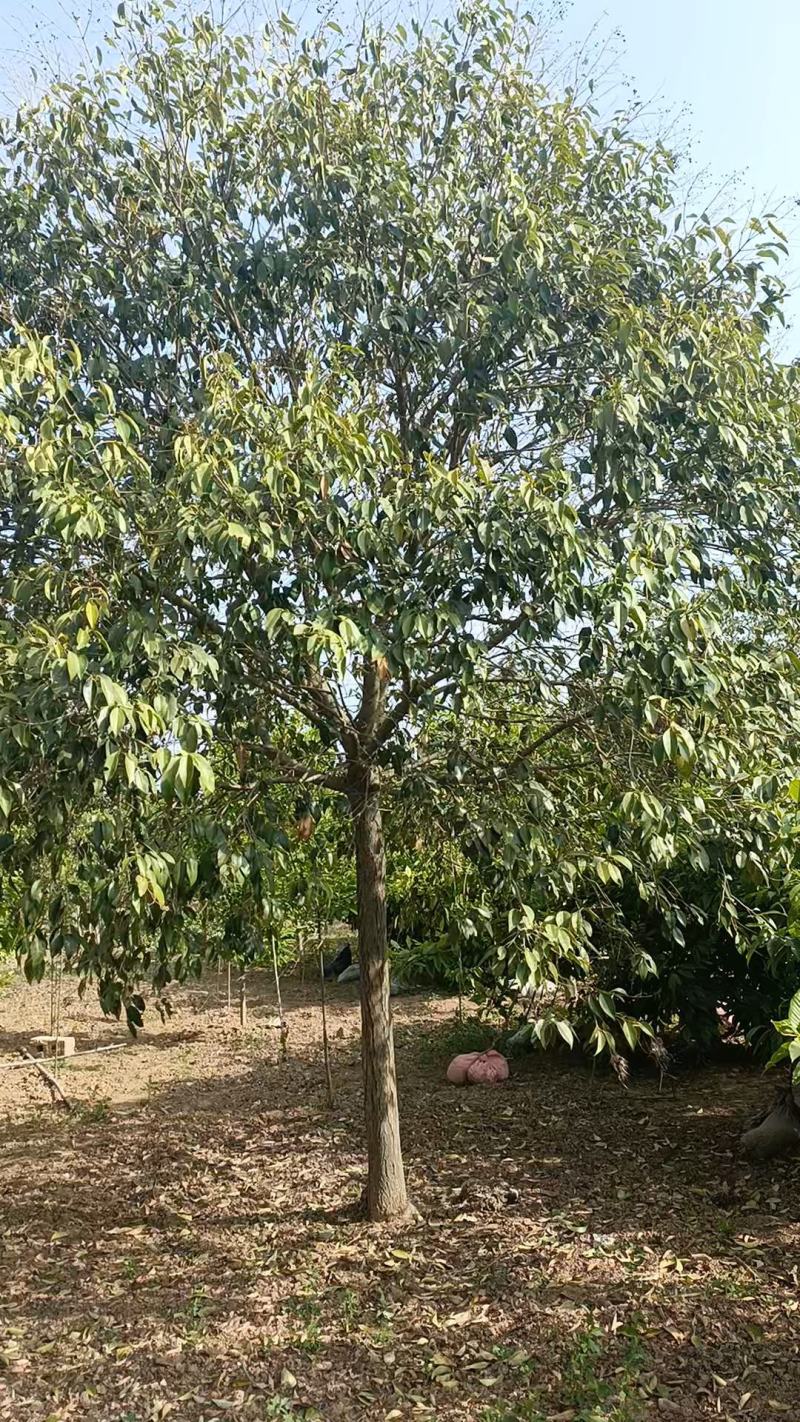河南低价大量供应精品大叶女贞10---25公分