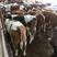 牛犊，常年出售纯种西门塔尔牛，二岁子母牛，