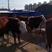 牛犊，常年出售纯种西门塔尔牛，二岁子母牛，