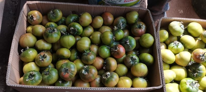 特色铁皮柿子大量上市了啊色泽好口感佳有需要的老铁可以下单