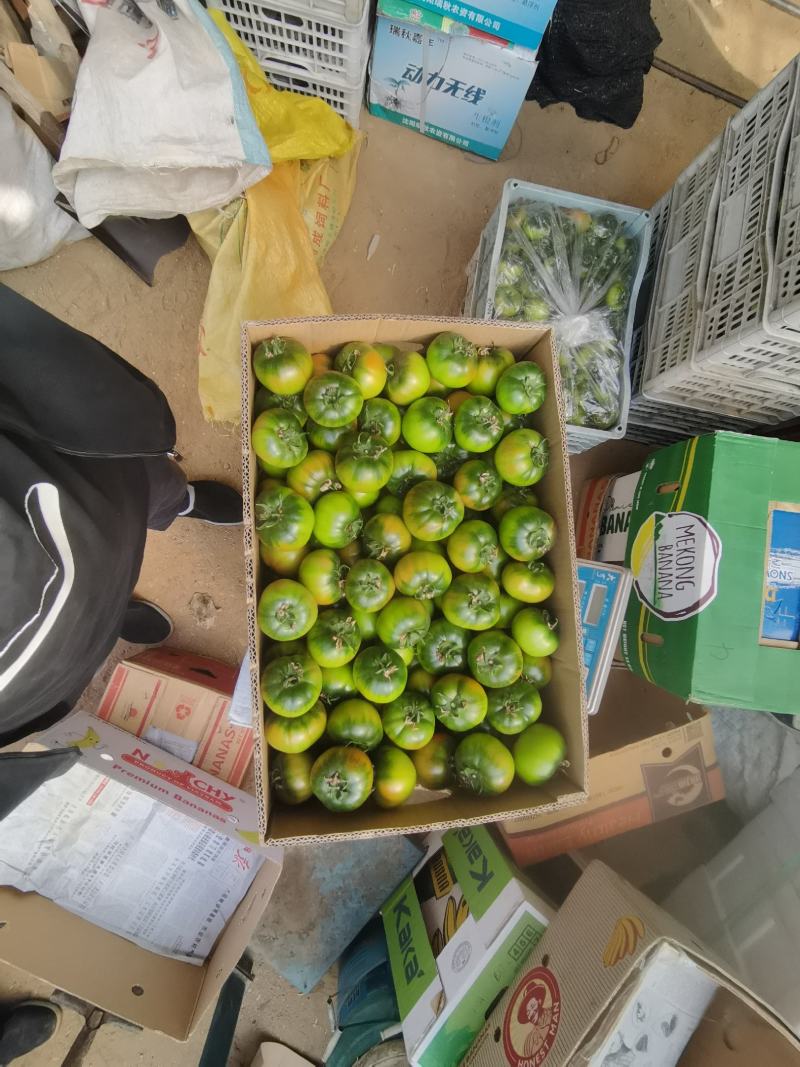 特色铁皮柿子大量上市了啊色泽好口感佳有需要的老铁可以下单