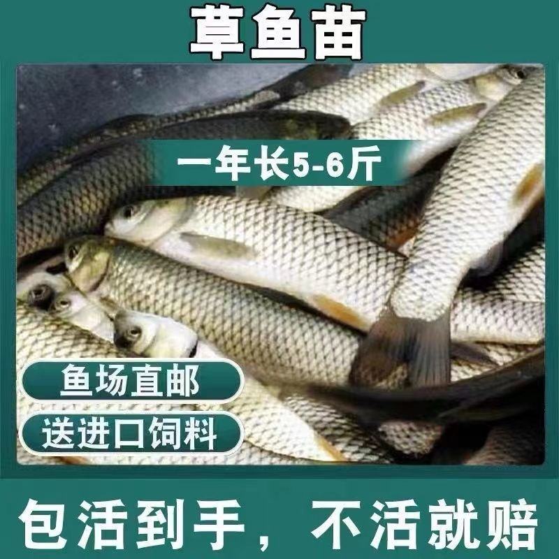 抗病毒草鱼苗，长江草鱼苗，已打疫苗，支持全国发货