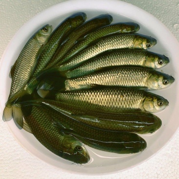 抗病毒草鱼苗，长江草鱼苗，已打疫苗，支持全国发货