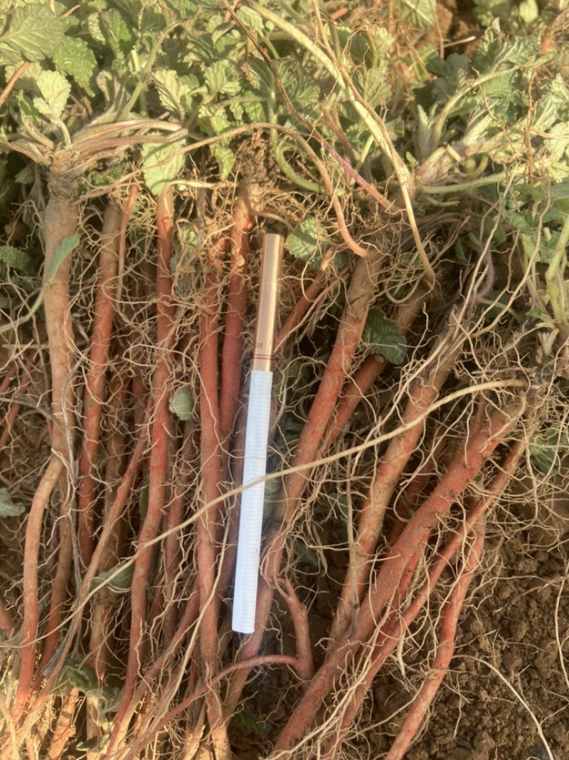 出售山东淄博百亩丹参苗，纯生茬地苗，无病无菌，质量保证。