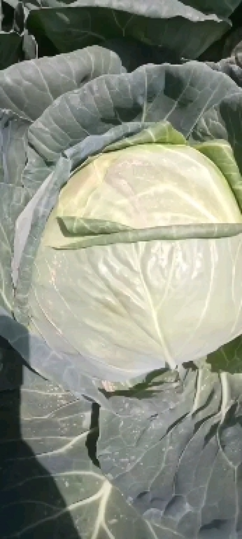 甘蓝有货