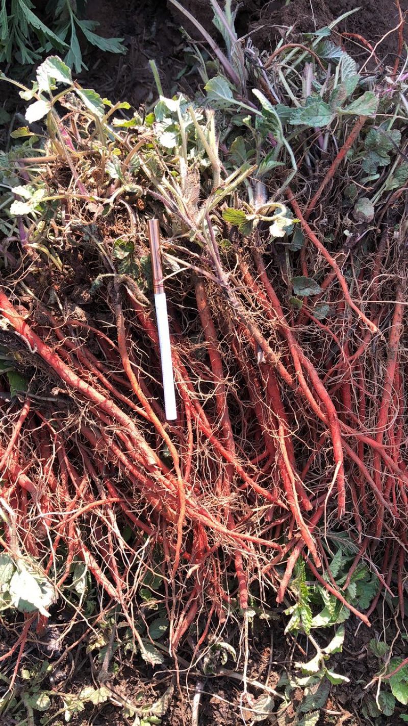 出售山东淄博百亩丹参苗，纯生茬地苗，无病无菌，质量保证。