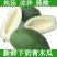 广西木瓜果树苗南方种四季木瓜苗矮化当年结果台湾水果木瓜苗