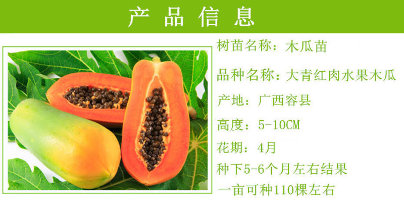 广西木瓜果树苗南方种四季木瓜苗矮化当年结果台湾水果木瓜苗