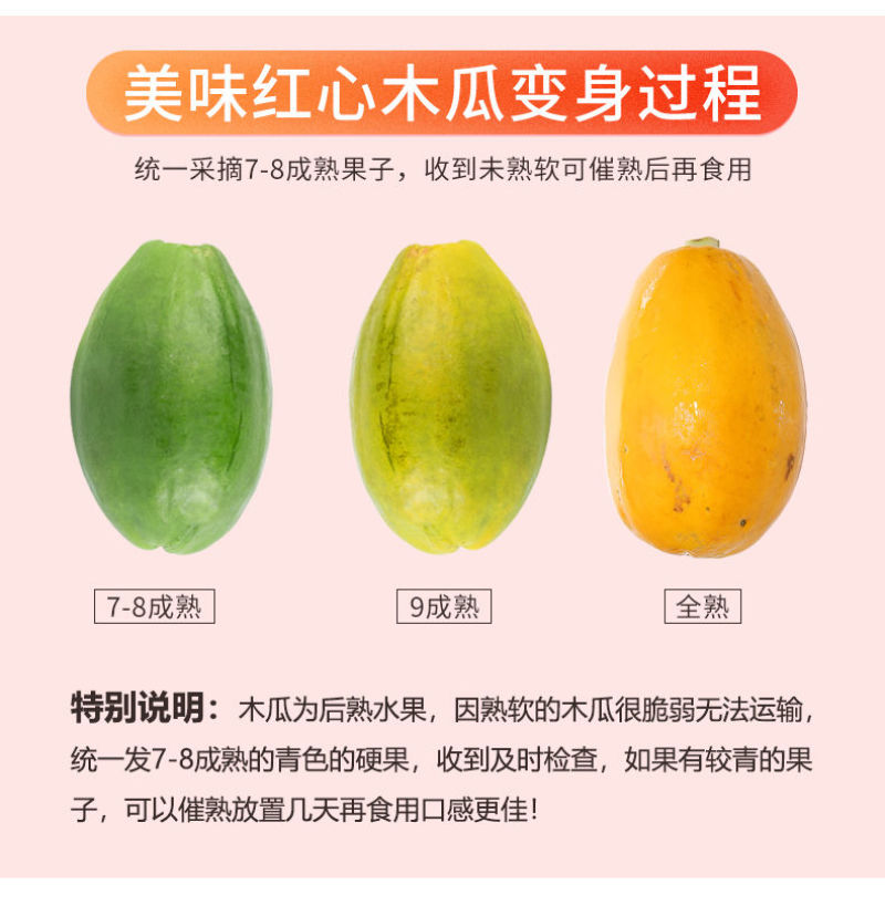 广西木瓜果树苗南方种四季木瓜苗矮化当年结果台湾水果木瓜苗