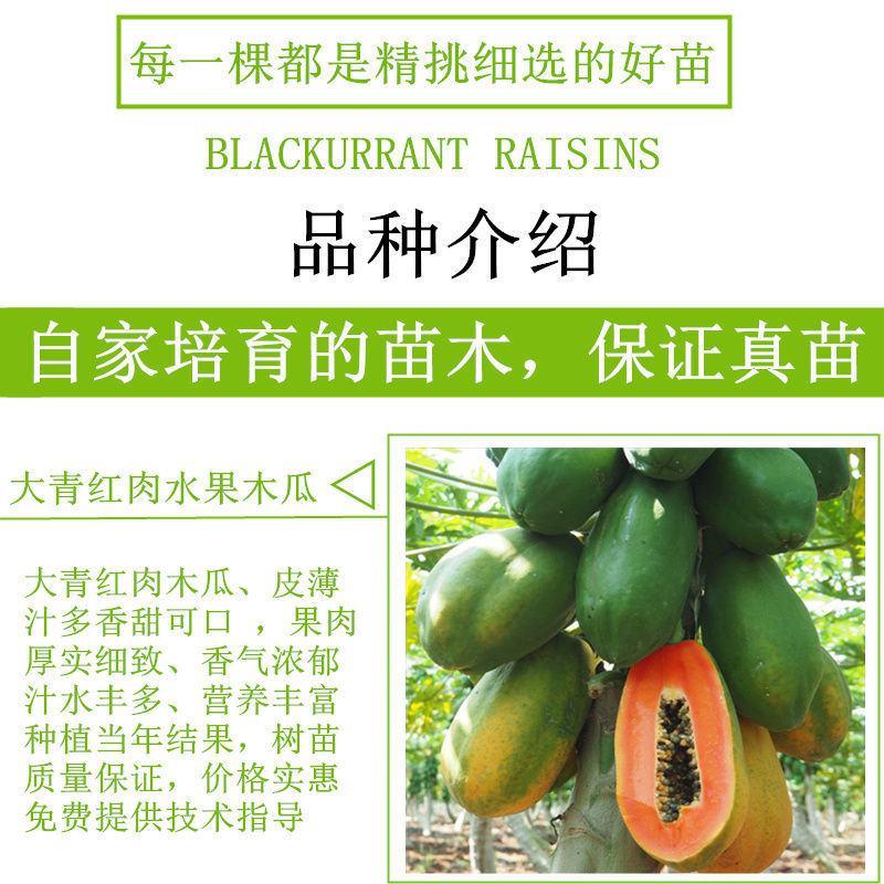 广西木瓜果树苗南方种四季木瓜苗矮化当年结果台湾水果木瓜苗